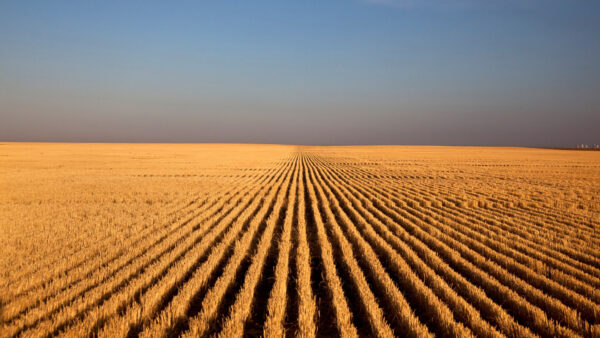 Photogragh of bright sunlit rows of wheat stubble