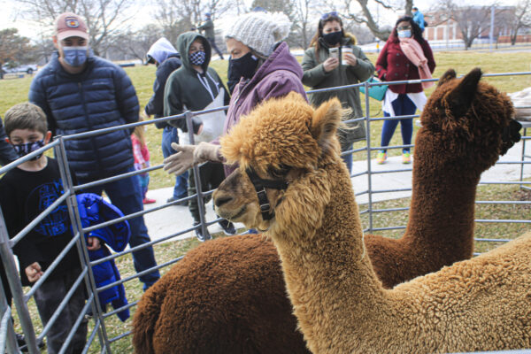 A fawn colored alpaca, shown from head and neck, with the body of a darker brown alpaca behind. The alpaca are in a steel pipe enclose, with a portion of the enclosure visible in the background and people standing outside looking at the animals.